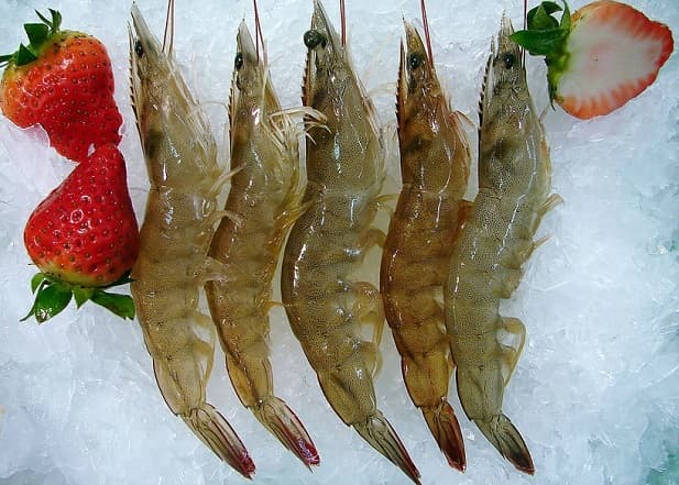 frozen shrimp China_Frozen vananmei shrimp HOSO